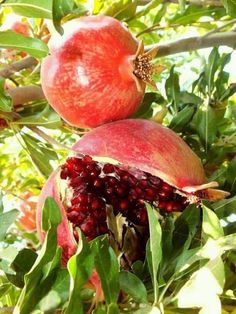 two pomegranates growing on the branches of a tree with leaves and fruit