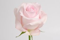 a single pink rose on a white background