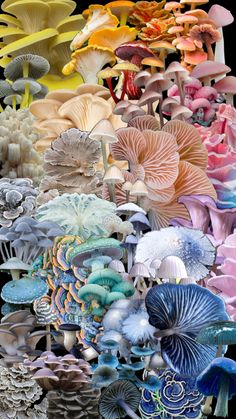 many different types of mushrooms are grouped together