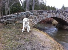 a white dog sitting on the ground next to a stone bridge