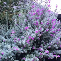 purple flowers are blooming in the garden