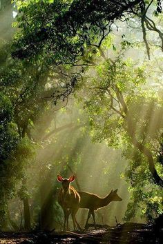 two deer standing in the middle of a forest with sunbeams shining down on them