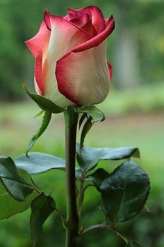 a red and white rose with green leaves in the foreground, on a blurry background