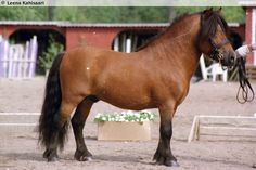 a brown horse standing on top of a dirt field next to a person holding a rope