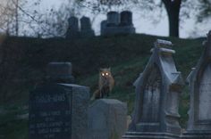 a cat that is standing in the grass near some tombstones and headstones