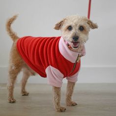 a small dog wearing a red and pink sweater standing on a wooden floor next to a white wall