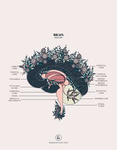 an illustration of the human brain and its major structures, including the cerebratorys