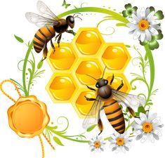 bees and honeycombs with flowers on a white background