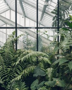 the inside of a greenhouse with lots of green plants and trees in front of it