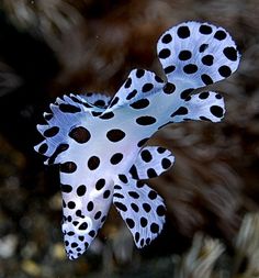 a close up of a sea animal with spots on it's body