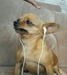 a small brown dog sitting on top of a couch next to a person holding a white cord