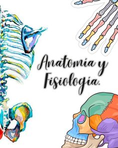 an image of a skeleton and bones with the words anatomia y fisiolgica