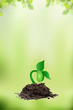 a green plant sprouting out of the ground with leaves on it's back