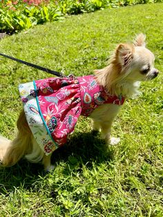 a small dog wearing a pink dress on a leash in the grass with flowers behind it