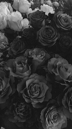 black and white photograph of many different colored roses