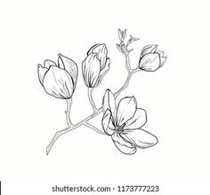 an ink drawing of flowers on a white background