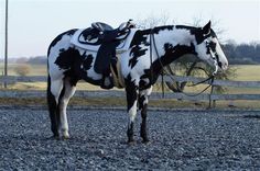 a black and white spotted horse standing on gravel in front of a fenced area