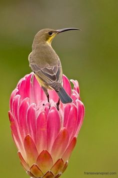 a small bird perched on top of a pink flower