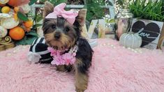 a small dog sitting on top of a pink fluffy bed next to plants and flowers