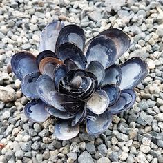 a small pine cone sitting on top of some rocks