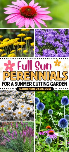 Full Sun Perennials For A Summer Cutting Garden (in zones 4 to 8) | Gardening Zone 5 Perennial Garden, Zone 4b Perennials, Zone 6b Perennials, Flower Gardens Full Sun, Zone 4 Perennial Garden Layout, Perrenial Gardens Layout Full Sun, Zone 6 Perennials, Full Sun Drought Tolerant Plants, Sun Loving Perennials