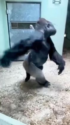 a gorilla standing on its hind legs in front of a door and looking at the ground