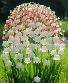 pink and white flowers are growing in the grass