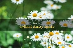 white daisies with the words how to collect daisy seeds