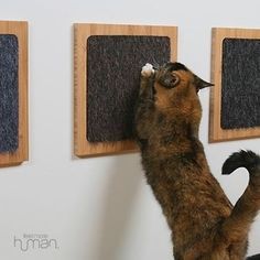 a cat climbing up the side of a wall