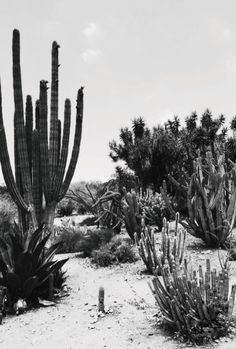 black and white photograph of cactus plants in the desert