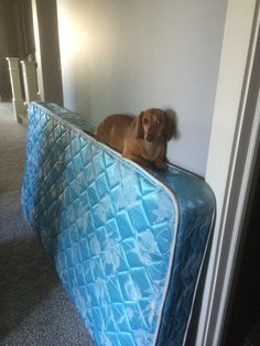 a brown dog laying on top of a blue bed