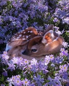 a baby deer laying in the middle of purple flowers