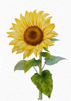 Sunflower Paintings, Corn Painting, Types Of Sunflowers, Art Sunflower, Bee Pictures, Sunflower Drawing, Flower Sunflower, Sunflowers And Daisies, Summer Wall Art