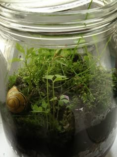 a glass jar filled with plants and a snail