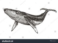 an ink drawing of a humpback whale