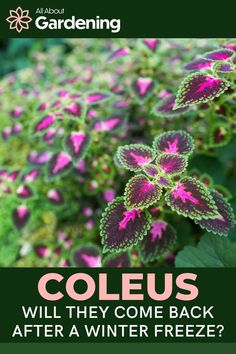 coleus plants with the words coleus will they come back after a winter freeze?