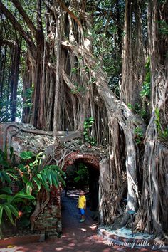 a person standing in the middle of a tunnel surrounded by large tree roots and vines