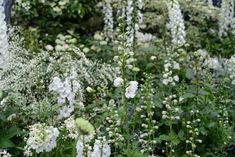 many white flowers and plants in a garden