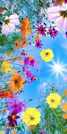 an image of colorful flowers in the sky