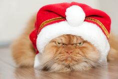 a cat wearing a santa hat on top of a table