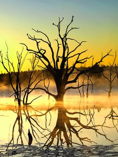 a tree that is standing in the water with fog on it's branches and leaves