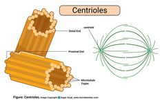 the structure of an insect's cell is shown in this diagram, which shows how it