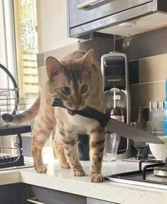 a cat is walking on the counter with a knife in it's mouth and looking at the camera