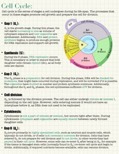 the cell cycle is shown in this diagram