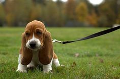 a brown and white dog on a leash in the grass