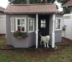 a white dog standing in the doorway of a gray and white shed with flowers on it's windows