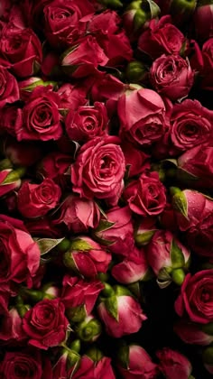 a bunch of red roses with green stems