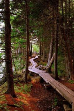 a wooden path in the woods leading to a body of water