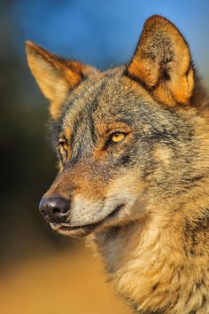 a close up photo of a wolf's face with an intense look on its face