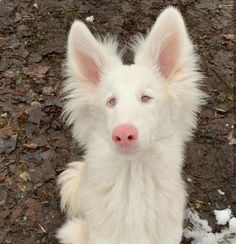 a white dog sitting on top of snow covered ground